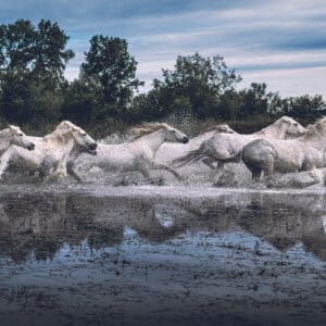 Camargue horses run free in the water.