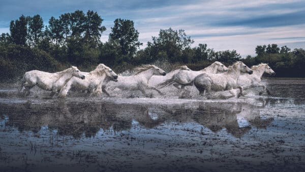 Camargue horses run free in the water.