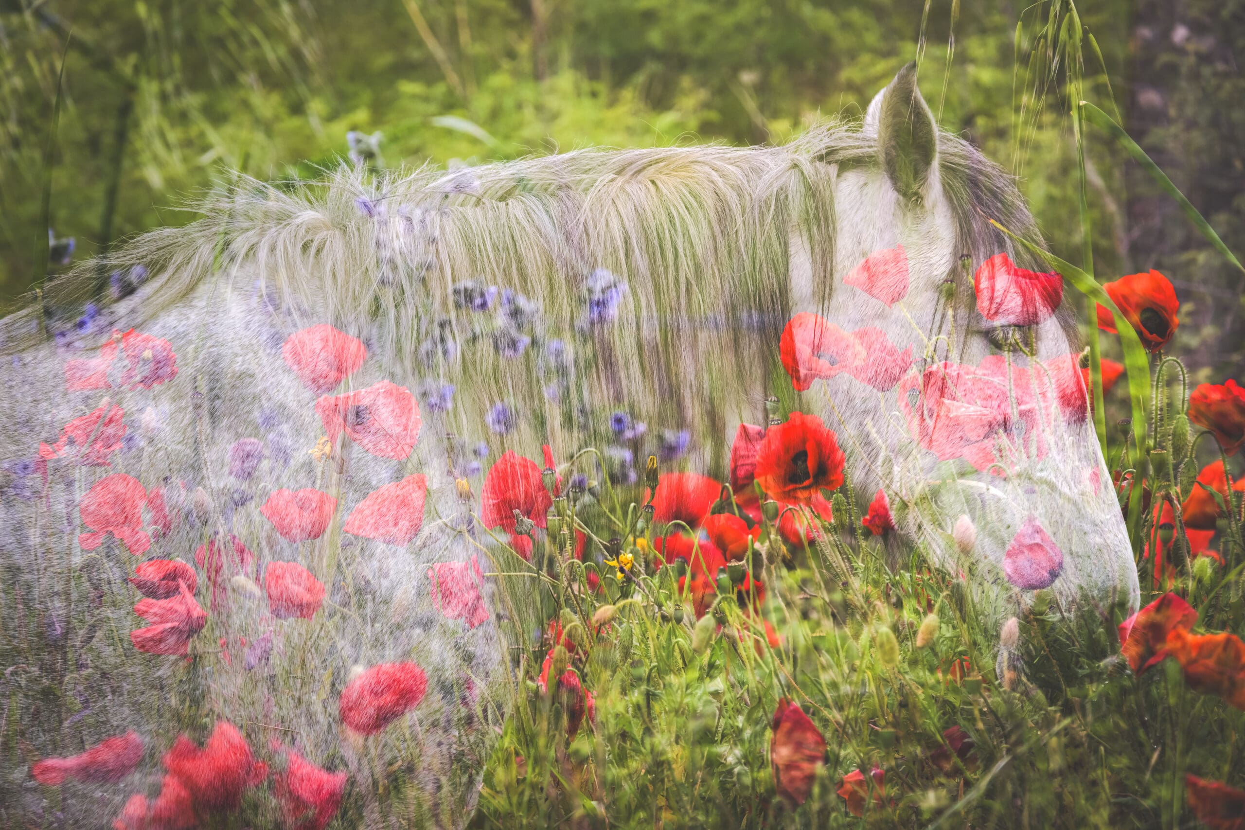 Double Exposure Photography in Camargue | Marshall Foster Photography