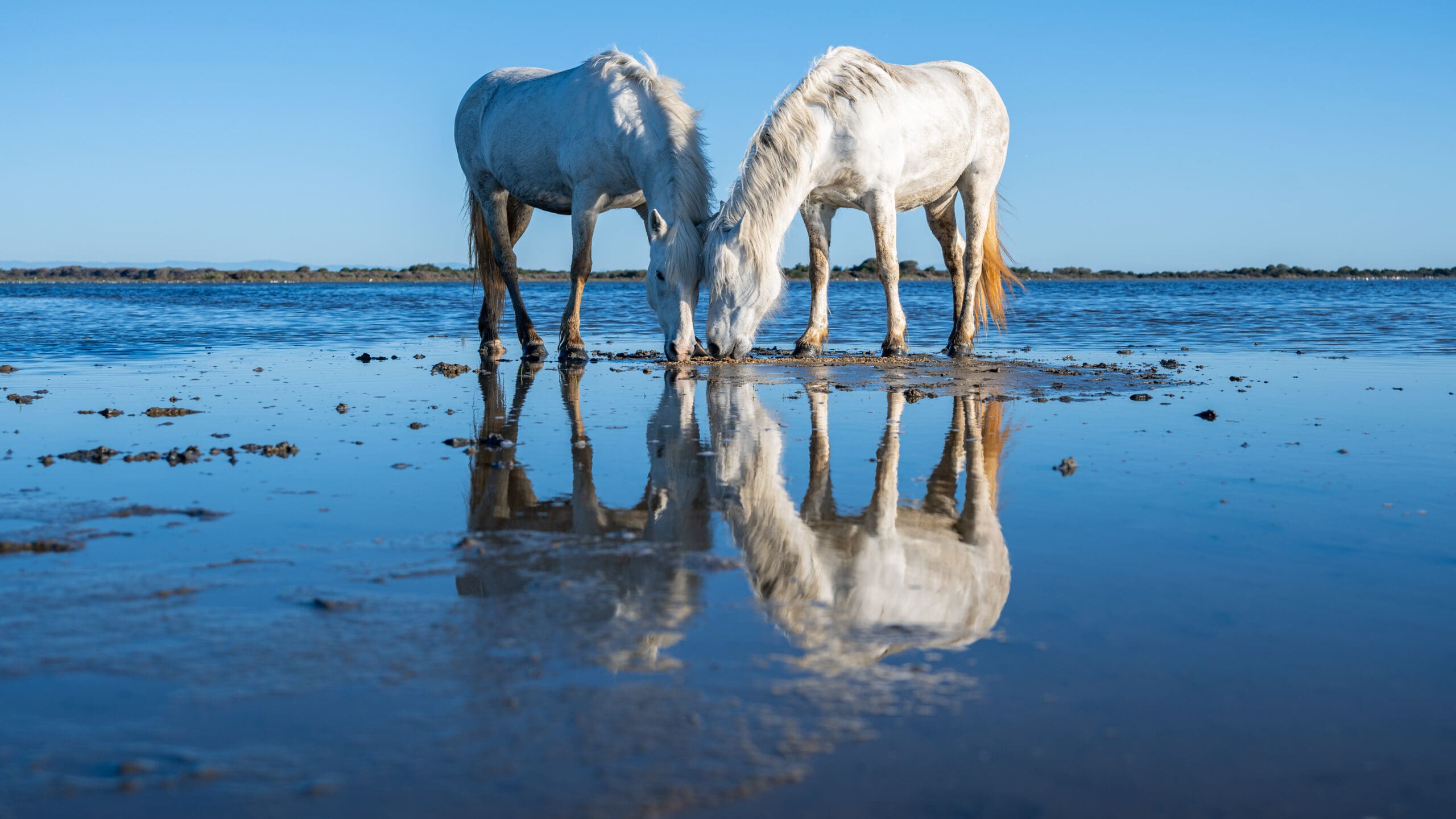 Morning Reflection