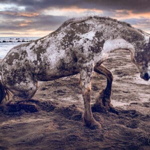 "The Will to Rise," captures a powerful moment of a horse exerting effort to rise from the sand. The arch in its back and bent hind legs show the immense effort it takes, highlighting the tension between power and fragility. The dirtied white coat, once pristine, underscores the theme of strength and vulnerability. This photograph not only portrays the horse's struggle but also mirrors the universal challenge we all face to rise, fight against resistance, and thrive. It highlights our fight against mortality and our determination to shine and excel, embracing both our strength and vulnerability. by Marshall Foster