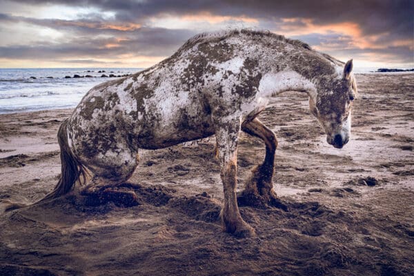 "The Will to Rise," captures a powerful moment of a horse exerting effort to rise from the sand. The arch in its back and bent hind legs show the immense effort it takes, highlighting the tension between power and fragility. The dirtied white coat, once pristine, underscores the theme of strength and vulnerability. This photograph not only portrays the horse's struggle but also mirrors the universal challenge we all face to rise, fight against resistance, and thrive. It highlights our fight against mortality and our determination to shine and excel, embracing both our strength and vulnerability. by Marshall Foster