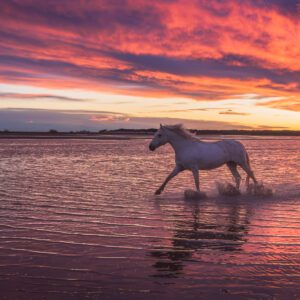 "From the Flames" is a striking image that captures a lone horse emerging from the water against a backdrop of a fiery sunset. The vibrant reds and oranges of the sky reflect on the water, creating an almost surreal landscape. The horse, silhouetted against this dramatic scene, appears to be moving with purpose and grace. This photograph encapsulates a sense of strength and resilience, as the horse strides forward, seemingly unfazed by the intensity of the setting. The contrast between the calm water and the blazing sky adds depth and intensity, making this piece a powerful representation of beauty and determination. by Marshall Foster