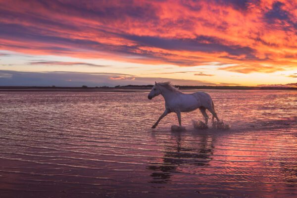 "From the Flames" is a striking image that captures a lone horse emerging from the water against a backdrop of a fiery sunset. The vibrant reds and oranges of the sky reflect on the water, creating an almost surreal landscape. The horse, silhouetted against this dramatic scene, appears to be moving with purpose and grace. This photograph encapsulates a sense of strength and resilience, as the horse strides forward, seemingly unfazed by the intensity of the setting. The contrast between the calm water and the blazing sky adds depth and intensity, making this piece a powerful representation of beauty and determination. by Marshall Foster