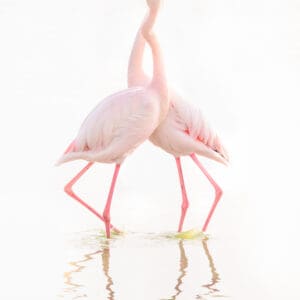 "Eternal Embrace," captures a tender and timeless moment between two flamingos as they gracefully intertwine, their reflections creating a perfect mirror of their bond. The soft pastel hues and serene water evoke a sense of calm and profound affection, highlighting the beauty of their connection. This photograph speaks to the enduring nature of love and the deep, unspoken understanding that exists between these two elegant creatures. It’s a reminder of the powerful, silent bonds that enrich our lives, bringing warmth and light to our everyday moments. by Marshall Foster