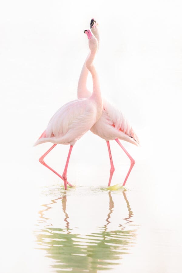 "Eternal Embrace," captures a tender and timeless moment between two flamingos as they gracefully intertwine, their reflections creating a perfect mirror of their bond. The soft pastel hues and serene water evoke a sense of calm and profound affection, highlighting the beauty of their connection. This photograph speaks to the enduring nature of love and the deep, unspoken understanding that exists between these two elegant creatures. It’s a reminder of the powerful, silent bonds that enrich our lives, bringing warmth and light to our everyday moments. by Marshall Foster