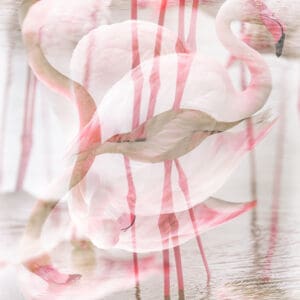 Dalí's Flamingo In the tranquil waters of the Camargue, flamingos stand as surreal testaments to the melding of dreams and reality. The soft pinks of their feathers dissolve into the reflective surface, creating a fluid dance of colors and forms that defy the ordinary bounds of nature. This double exposure, with its intentional blurring and blending, invites viewers to question the limits of perception, beckoning them into a world where the ordinary becomes extraordinary. In creating this image, I aimed to capture more than just the elegance of the flamingo. The reflection merges with the bird, creating a scene that feels both familiar and otherworldly. This moment is part of my broader journey in the Camargue, where the serene and the surreal often meet. "Dalí's Flamingo" embodies the essence of this place, transforming a simple reflection into a captivating visual echo of Salvador Dalí's influence. by Marshall Foster