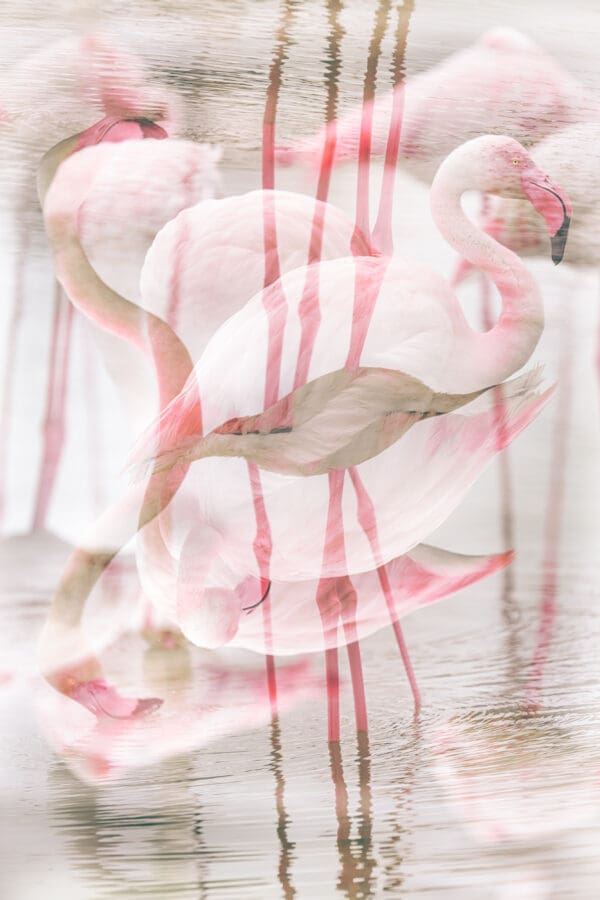 Dalí's Flamingo In the tranquil waters of the Camargue, flamingos stand as surreal testaments to the melding of dreams and reality. The soft pinks of their feathers dissolve into the reflective surface, creating a fluid dance of colors and forms that defy the ordinary bounds of nature. This double exposure, with its intentional blurring and blending, invites viewers to question the limits of perception, beckoning them into a world where the ordinary becomes extraordinary. In creating this image, I aimed to capture more than just the elegance of the flamingo. The reflection merges with the bird, creating a scene that feels both familiar and otherworldly. This moment is part of my broader journey in the Camargue, where the serene and the surreal often meet. "Dalí's Flamingo" embodies the essence of this place, transforming a simple reflection into a captivating visual echo of Salvador Dalí's influence. by Marshall Foster