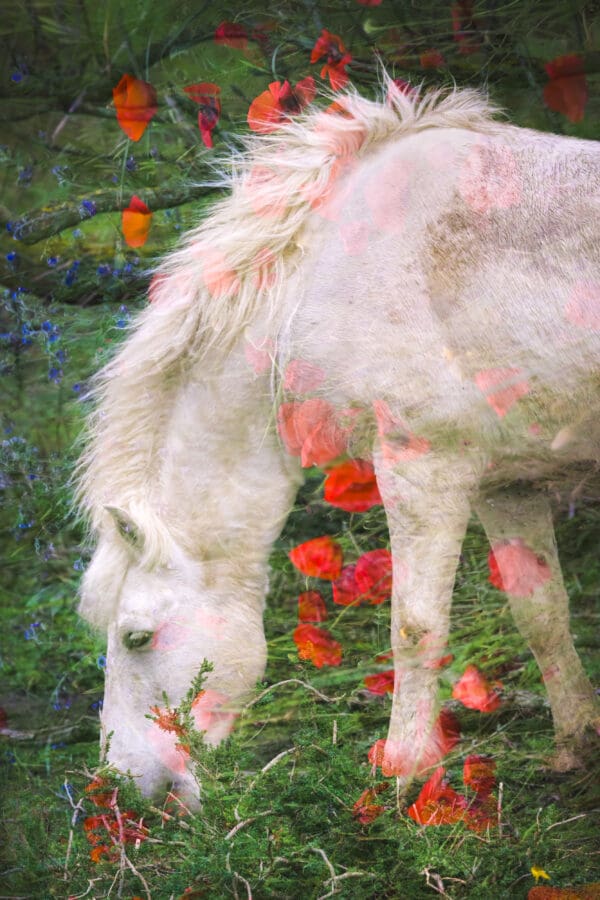 "Petals and Mane" catches your eye immediately. The white horse, almost ghostly, blends with the vibrant flowers, creating a scene that feels both surreal and natural. The double exposure technique brings out a unique harmony, merging the horse with its surroundings in a way that feels effortless. The colors and textures draw you in, making you feel like you’ve stumbled upon a hidden moment of peace. This piece speaks quietly but powerfully about the connection between the horse and the wildflowers, inviting you to pause and appreciate the simple beauty of nature’s details. by Marshall Foster