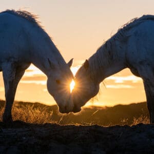 "The Light We Share" offers a glimpse into a serene moment shared between two horses, their heads closely aligned as the day fades into dusk. The sun, caught precisely between them, casts a radiant halo that illuminates their bond. This scene captures the essence of unity and affection that comes from a close connection, a bond that goes beyond mere words. The calm of the sunset backdrop underscores the depth of this tranquil and intimate exchange, serving as a poignant reflection of the light and love that enhance our collective existence. This image beautifully illustrates the profound and subtle connections that light up our world, echoing the quiet understanding and shared moments that define our relationships. by Marshall Foster