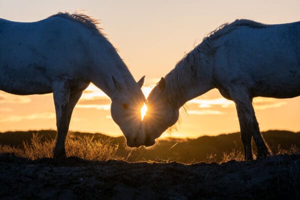 "The Light We Share" offers a glimpse into a serene moment shared between two horses, their heads closely aligned as the day fades into dusk. The sun, caught precisely between them, casts a radiant halo that illuminates their bond. This scene captures the essence of unity and affection that comes from a close connection, a bond that goes beyond mere words. The calm of the sunset backdrop underscores the depth of this tranquil and intimate exchange, serving as a poignant reflection of the light and love that enhance our collective existence. This image beautifully illustrates the profound and subtle connections that light up our world, echoing the quiet understanding and shared moments that define our relationships. by Marshall Foster