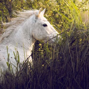 A horse makes it's way throught the grass to what looks like a secret garden. by Marshall Foster