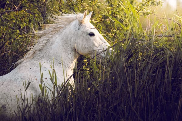 A horse makes it's way throught the grass to what looks like a secret garden. by Marshall Foster