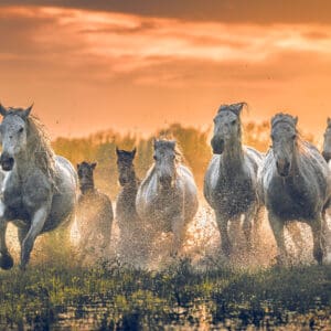 Blaze of Thunder As the sun sets and the sky ignites in a blaze of colors, a herd of Camargue horses charges forward with raw power and grace. Their hooves thunder against the marshland, kicking up sprays of water that catch the golden light, creating a mesmerizing dance of fire and movement. This image, titled "Blaze of Thunder," captures the unbridled spirit and energy of these magnificent creatures, perfectly framed by the fiery backdrop of a setting sun. The combination of the intense sunset and the galloping horses embodies the essence of nature's power and beauty. by Marshall Foster