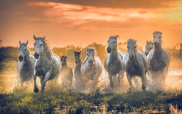 Blaze of Thunder As the sun sets and the sky ignites in a blaze of colors, a herd of Camargue horses charges forward with raw power and grace. Their hooves thunder against the marshland, kicking up sprays of water that catch the golden light, creating a mesmerizing dance of fire and movement. This image, titled "Blaze of Thunder," captures the unbridled spirit and energy of these magnificent creatures, perfectly framed by the fiery backdrop of a setting sun. The combination of the intense sunset and the galloping horses embodies the essence of nature's power and beauty. by Marshall Foster