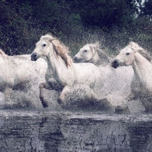 Free Spirits "Free Spirits" captures the raw power and unrestrained energy of a group of horses as they gallop through the water. The scene is alive with motion, each horse embodying a sense of wild freedom and exuberance. The spray of water around them highlights their speed and strength, creating a dynamic and captivating image. This photograph is a celebration of liberty and the joy of movement, reflecting the pure, unbridled spirit that resides in both nature and within ourselves. It’s a reminder of the beauty found in moments of true freedom and the powerful connection between strength and grace. by Marshall Foster