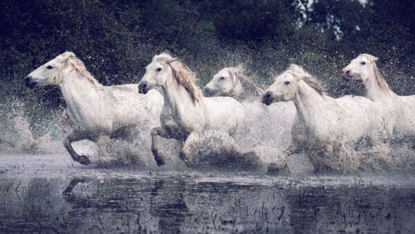 Free Spirits "Free Spirits" captures the raw power and unrestrained energy of a group of horses as they gallop through the water. The scene is alive with motion, each horse embodying a sense of wild freedom and exuberance. The spray of water around them highlights their speed and strength, creating a dynamic and captivating image. This photograph is a celebration of liberty and the joy of movement, reflecting the pure, unbridled spirit that resides in both nature and within ourselves. It’s a reminder of the beauty found in moments of true freedom and the powerful connection between strength and grace. by Marshall Foster