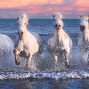 In front of a pink and orange sunset, Camargue horses charge through the ocean in Southern France by Marshall Foster