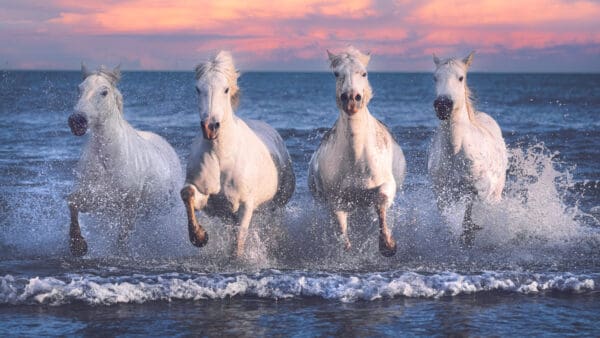 In front of a pink and orange sunset, Camargue horses charge through the ocean in Southern France by Marshall Foster