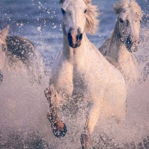 For centuries, the Camargue horse has held a special place in history, revered for its strength and resilience. Known as the horses of kings and warriors, they have been symbols of power and grace. In "Sovereign Steed," the raw power and untamed spirit of the Camargue horse are on full display. Charging through the water with an almost palpable intensity, this horse embodies a fierce and unyielding spirit. The spray of the water around it and the determined gaze in its eyes speak to its dominance and sovereignty in its natural environment. by Marshall Foster