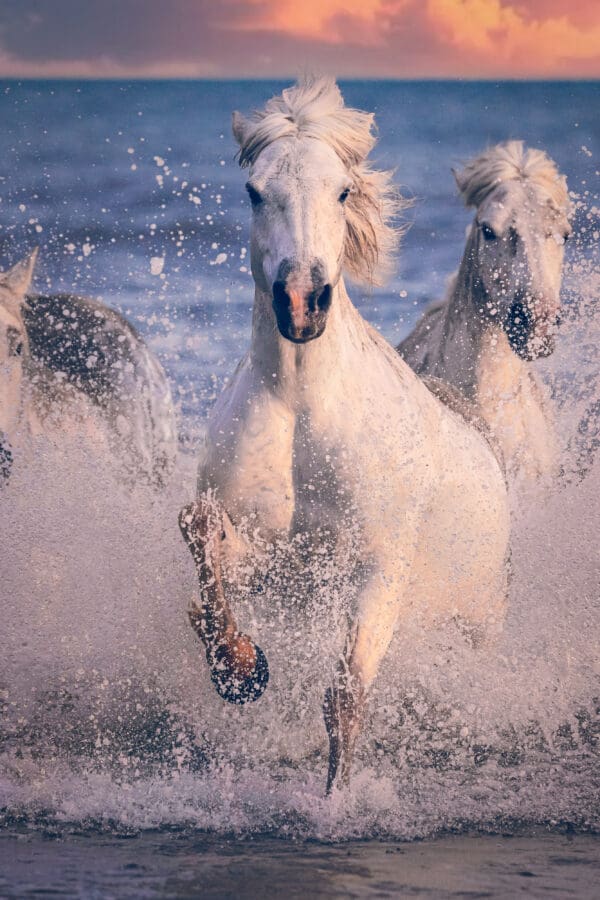 For centuries, the Camargue horse has held a special place in history, revered for its strength and resilience. Known as the horses of kings and warriors, they have been symbols of power and grace. In "Sovereign Steed," the raw power and untamed spirit of the Camargue horse are on full display. Charging through the water with an almost palpable intensity, this horse embodies a fierce and unyielding spirit. The spray of the water around it and the determined gaze in its eyes speak to its dominance and sovereignty in its natural environment. by Marshall Foster