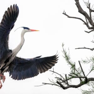 "Liberation" captures the moment a heron spreads its wings and takes to the sky, embodying the essence of freedom and release. The elegance of its flight against the stark backdrop evokes a sense of unrestrained grace and powerful motion. This image celebrates the heron's natural ability to soar, symbolizing the broader theme of breaking free and rising above constraints. It must feel incredibly liberating to fly, inviting viewers to reflect on the beauty of liberation and the exhilarating feeling of being unbound and untethered. by Marshall Foster