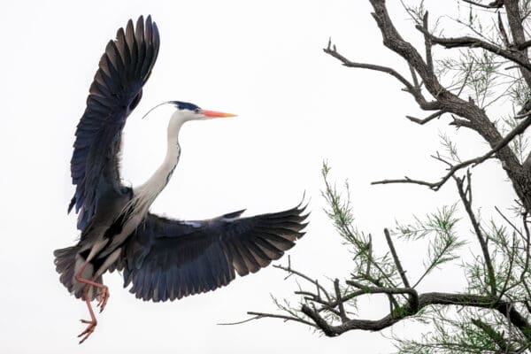 "Liberation" captures the moment a heron spreads its wings and takes to the sky, embodying the essence of freedom and release. The elegance of its flight against the stark backdrop evokes a sense of unrestrained grace and powerful motion. This image celebrates the heron's natural ability to soar, symbolizing the broader theme of breaking free and rising above constraints. It must feel incredibly liberating to fly, inviting viewers to reflect on the beauty of liberation and the exhilarating feeling of being unbound and untethered. by Marshall Foster